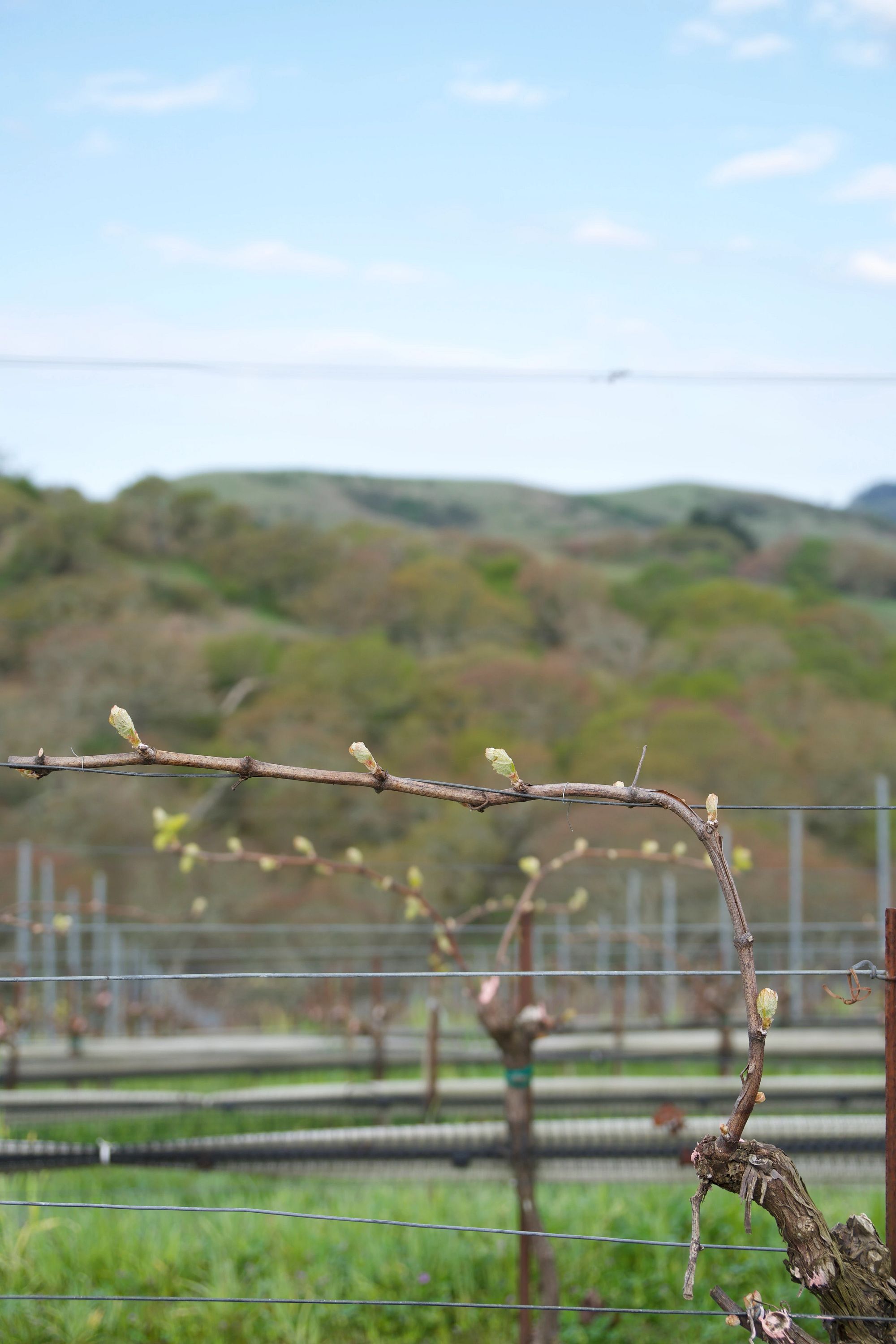 Jennifer's vineyard